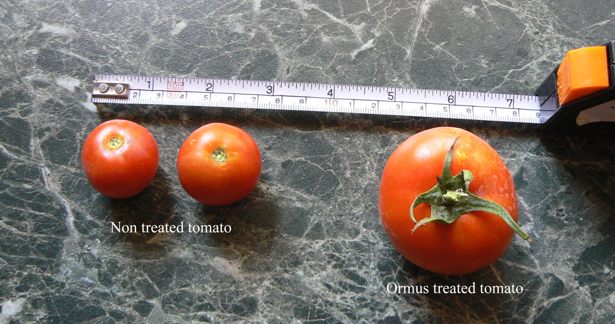 Ormus treated tomato